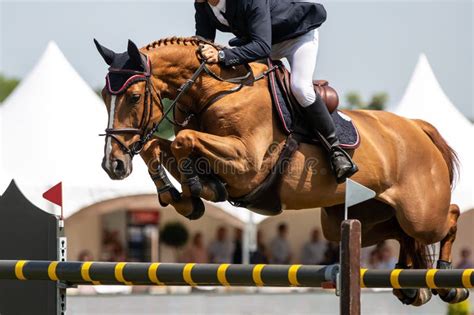 Horse Jumping, Equestrian Sports, Show Jumping Themed Photo. Stock Image - Image of jump, bound ...