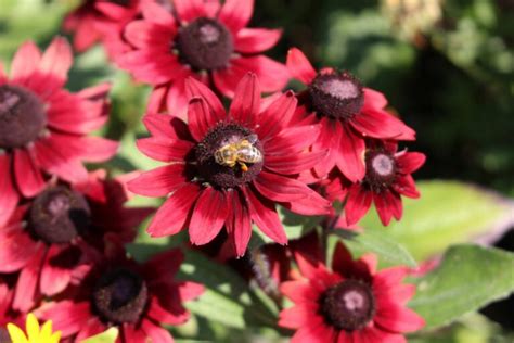 Rudbeckia Species And Varieties At A Glance Plantura
