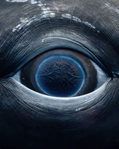 Beauty Of Mother Earth The Eye Of A Female Humpback Whale