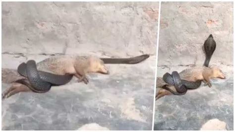Viral Video : किंग कोबरा व मुंगसाच्या लढाईचा थरार; सापाने दाखवली ताकद