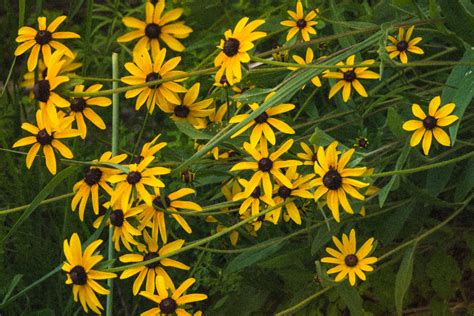 P Ontario Native Plant Nursery Container Grown