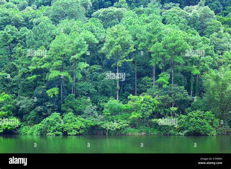Lake With Green Tree Stock Photo Alamy