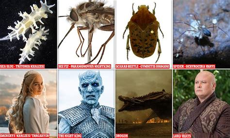 The species named after Game of Thrones characters | Daily Mail Online