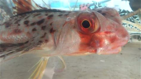 セミホウボウは大きな目と、羽根のような胸鰭を持つ、個性的な魚。腹ビレを使い、海底を歩くこともできます。只今みなべ店で観賞用に飼育中