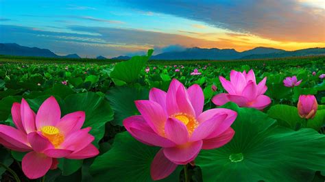 Hình Hoa Sen Đẹp Nhất 239 Hình Ảnh Hoa Sen 3d 4k