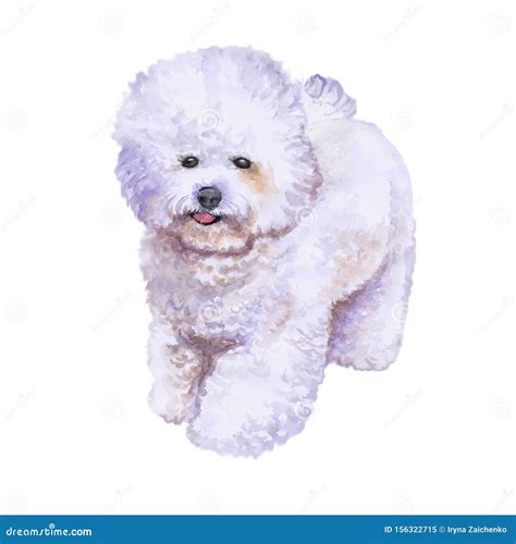 Watrcolor Portrait of Rare Bichon Frise Dog Stock Illustration ...