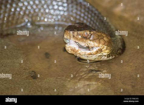Dead minnow hi-res stock photography and images - Alamy