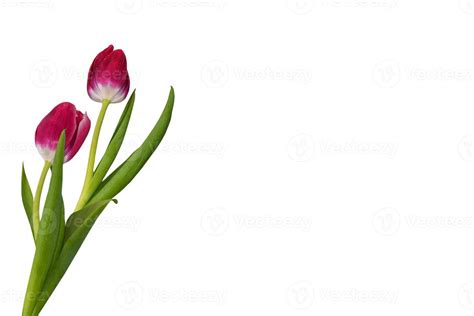 spring flowers tulips 9305836 Stock Photo at Vecteezy