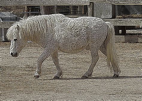 Shaggy Pony Photograph By Jenyfra Nelson Fine Art America