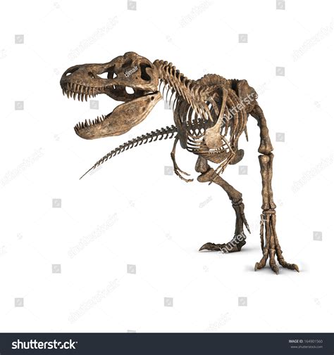 Skeleton t rex Images, Stock Photos & Vectors | Shutterstock