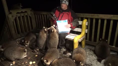 “Raccoon Whisperer” Feeds Raw Hot Dogs To Whole Pack Of Raccoons ...