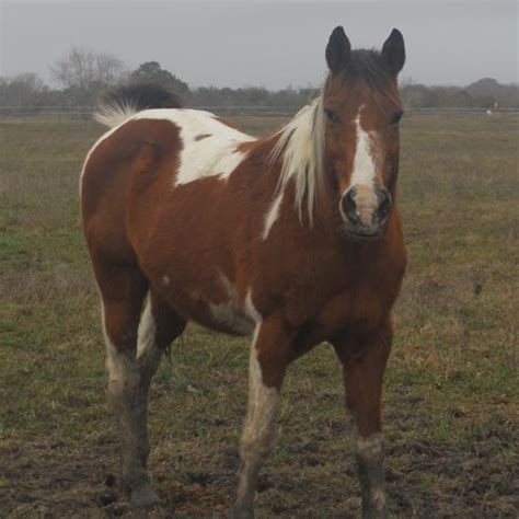 Comanche | Habitat For Horses