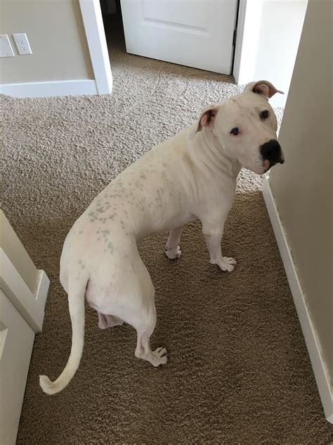 White Pitbull With Brown Spots Pin Page