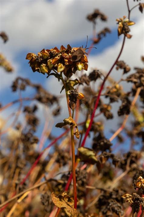 Plantas De Trigo Mourisco Maduras No Campo Foco Seletivo Profundidade