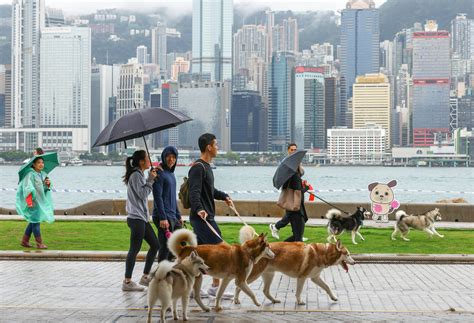 pets  hong kong latest news  updates south china morning post