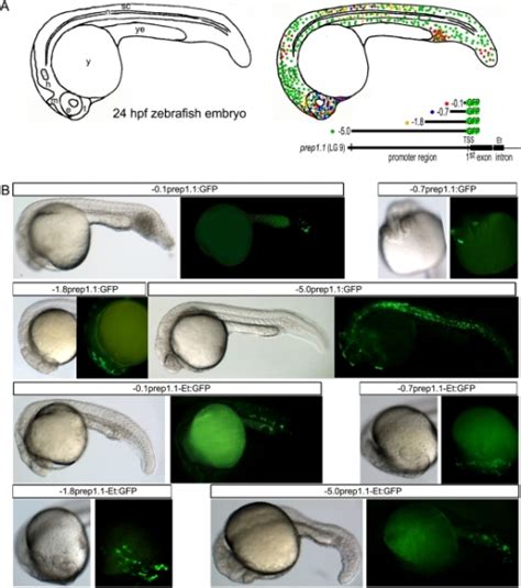 pone-0015047-g004:Characterization of the Regulatory Region of the