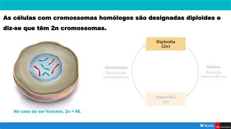 Meiose E Reprodução Sexuada I Pptx