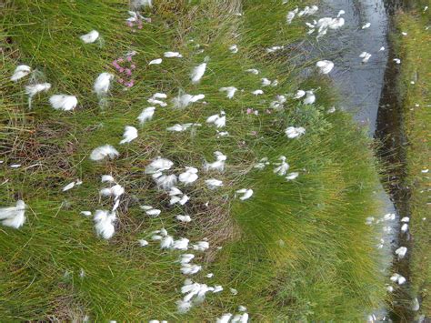 Bog Cotton Obsessedbynature