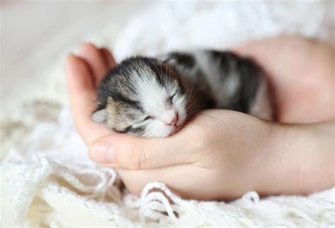 interesting facts  newborn kittens
