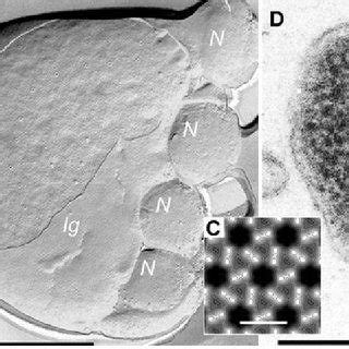 Coculture of Nanoarchaeum equitans and Ignicoccus sp. KIN4/1. Phase... | Download Scientific Diagram