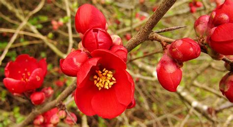 Red Spring Flower Bush Close Free Photo On Pixabay Pixabay