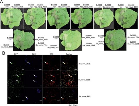 Immune suppression and subcellular localization of candidate effectors ... 