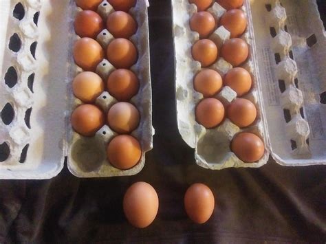 Pullet Eggs A Local Gourmands Delight