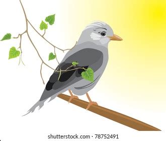 Jay Frame Pussy Willow Branches Vector Stock Vector Royalty Free