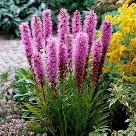 Лиатрис колосковый Флористан Вайолет (Liatris spicata Floristan Violett ...