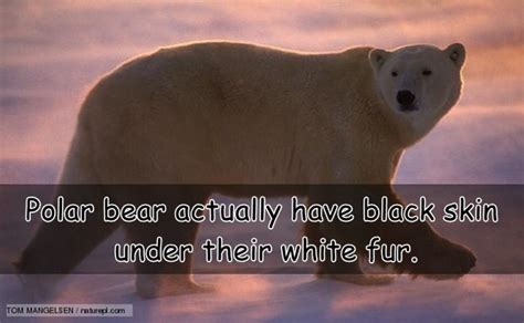 Interesting Facts About Polar Bears