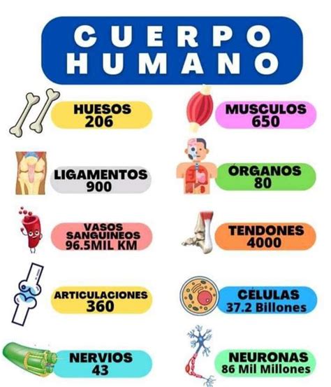 Cuerpo Humano Yudocorg Udocz