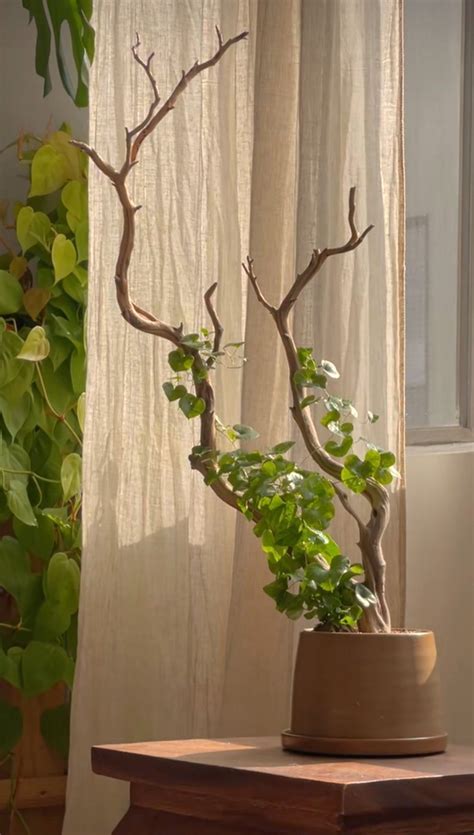 Indoor Plant Decor Inspiration