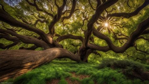 Thriving Ca Oak Species A Guide To Care And Growth