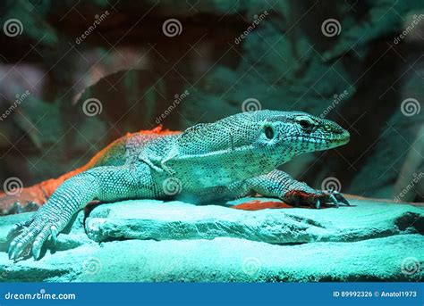 Большая ящерица в стеклянном Terrarium Стоковое Фото - изображение ...
