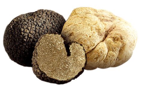 黒トリュフと白トリュフの比較 – トリュフを徹底的に解説するページ