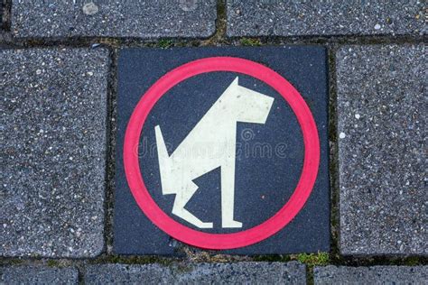 How To Remove Dog Poop Stains From Concrete