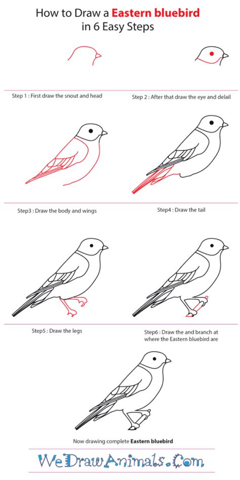 how to draw eastern bluebird