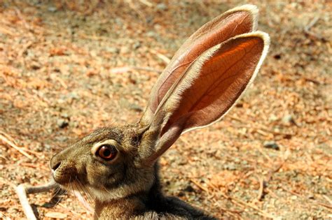 Антилоповый заяц: травоядный вегетарианец с большими ушами ...