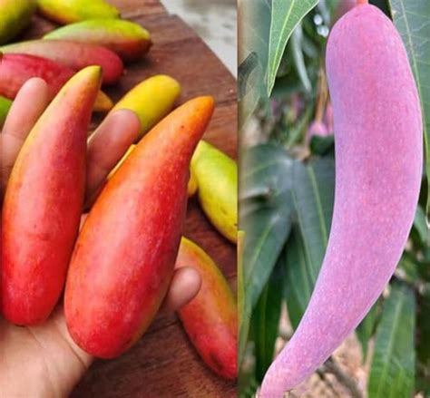 Pyanabi Noorjahan Mango Plant Grafted Outdoor Hybrid Mango Tree