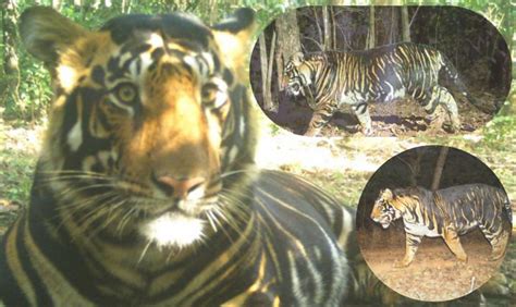 Odisha Govt Setting Up Melanistic Tiger Safari Near Similipal Tiger ...