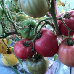 Томат Буденовка: описание сорта, ОТЗЫВЫ (27), фото | tomatland.ru