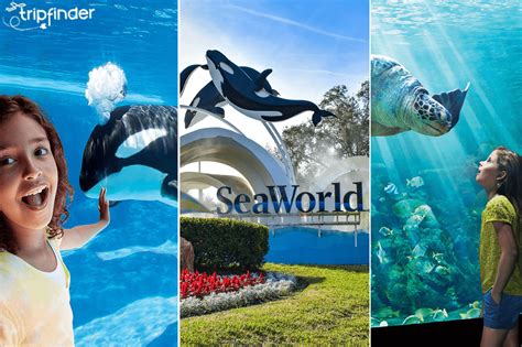 Seaworld Abu Dhabi Entry Tickets Tours Activities By Tripfinder