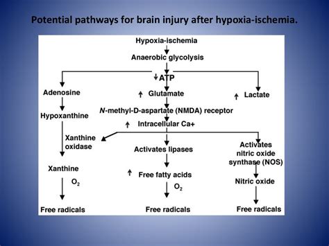 Hypoxic Ischemic Encephalopathy