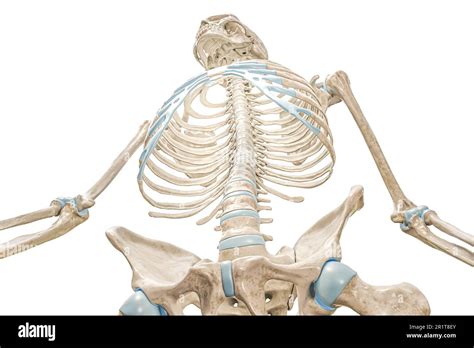Rib Cage