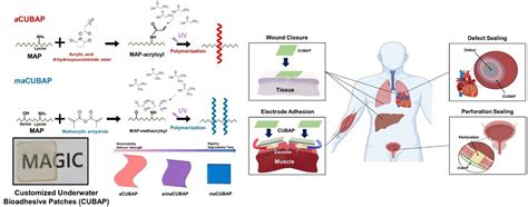 Researchers Use Mussel Derived Proteins To Develop Customized