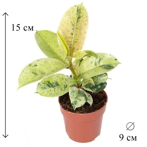Фикус Эластика Шривериана Муншайн 9/15, 9 дм, 1 шт - купить по выгодной ...