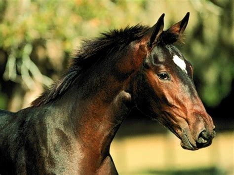 tête de cheval