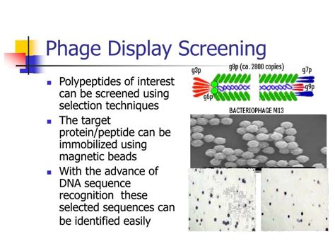 PPT - Phage Display and its Applications PowerPoint Presentation - ID ...