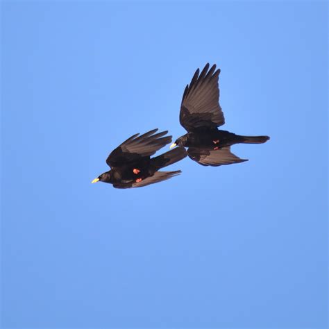 Chocard Bec Jaune Alpine Chough Pyr N Es Pic Du Midi Flickr