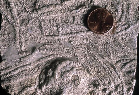 Kgs Pub Inf Circ 24 Invertebrate Fossils Of Kansas